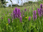 Marsh orchids in our meadow